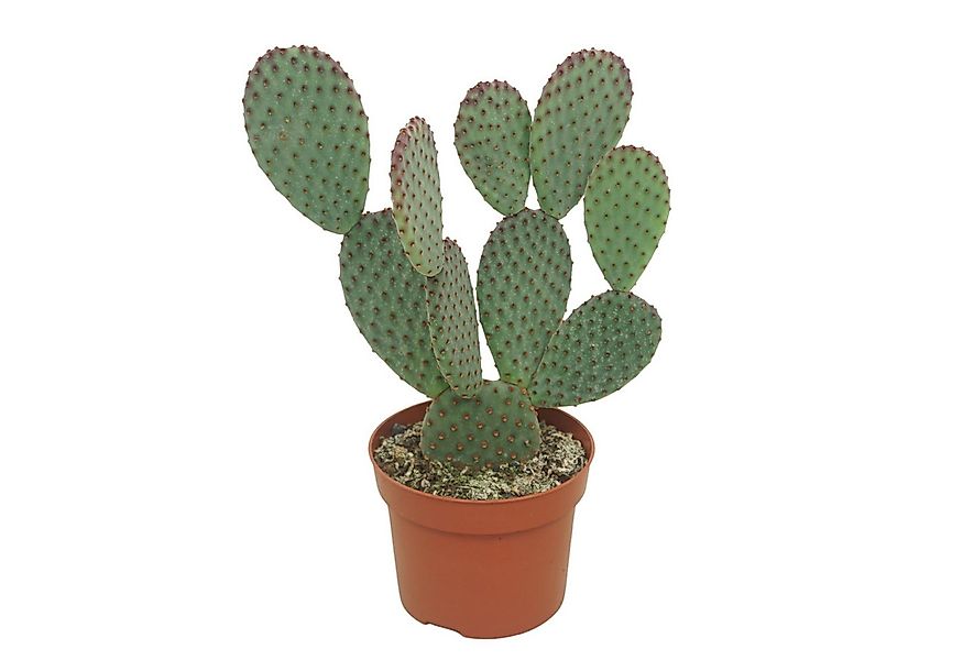 meinvipshop Kaktus Kaktus Opuntia microdasys 15cm günstig online kaufen