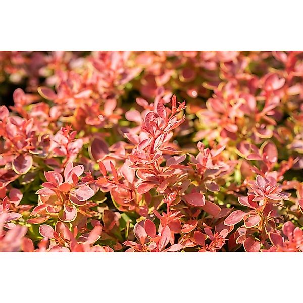 Berberis thunbergii 'Coral' 25-30 cm günstig online kaufen