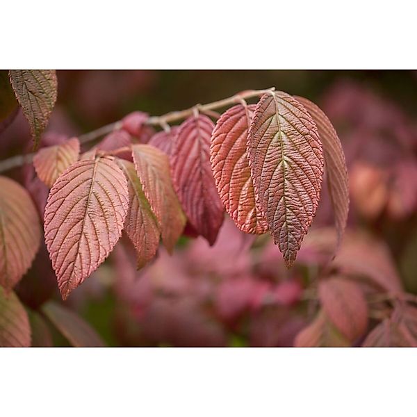 Viburnum Plicatum Mariesii Japanischer Schneeball 80–100 cm günstig online kaufen
