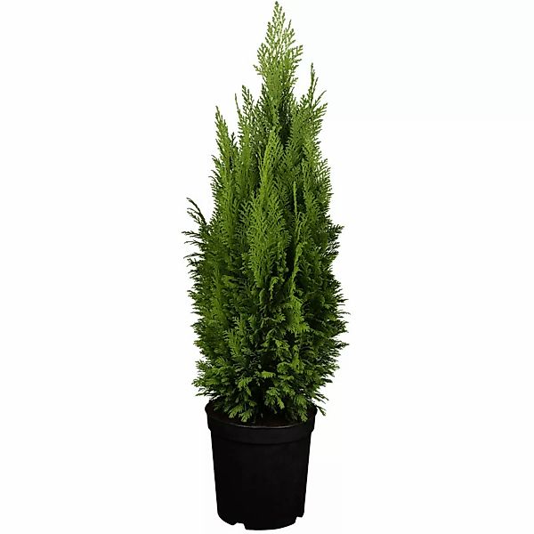 GROW by OBI Kegelzypresse Ellwood´s Empire Höhe ca. 50 - 60 cm Topf ca. 5 l günstig online kaufen