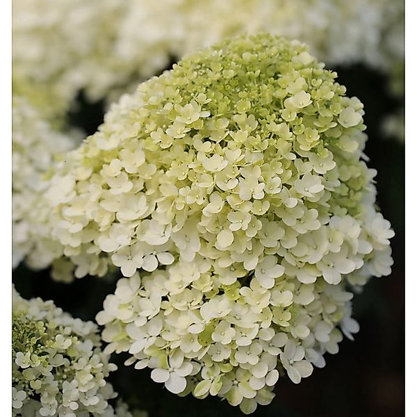 Hochstamm Rispenhortensie Bobo 40-60cm - Hydrangea paniculata günstig online kaufen