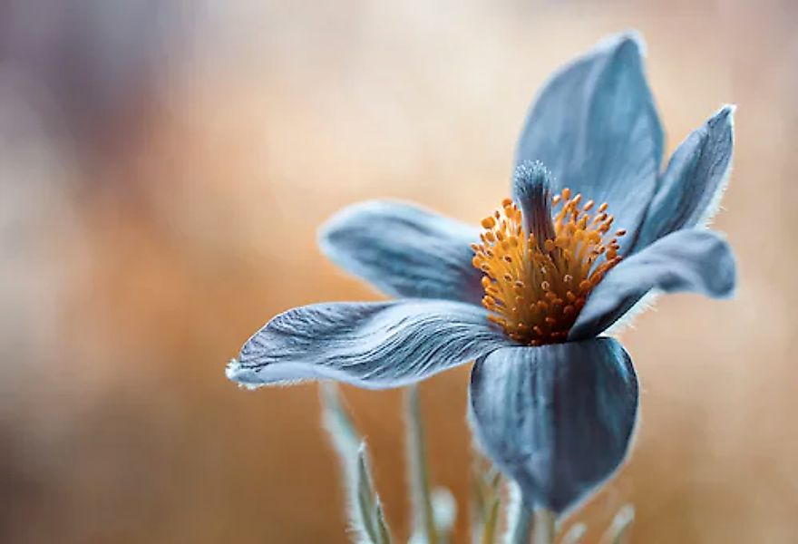 Papermoon Fototapete »Photo-Art MANDY DISHER, PASQUE« günstig online kaufen