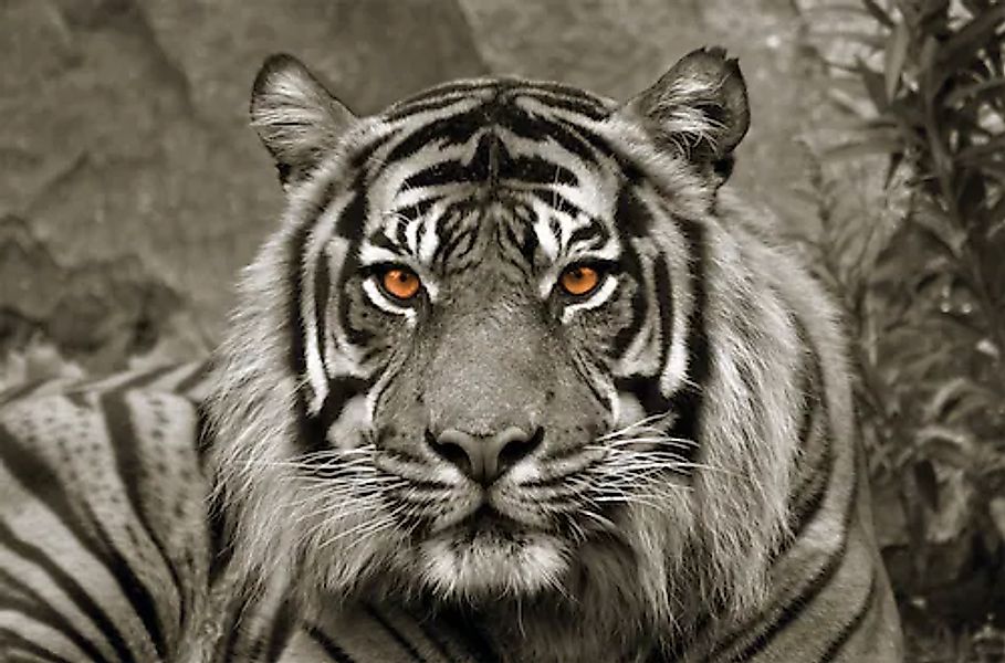 Bönninghoff Leinwandbild »Tiger«, (1 St.) günstig online kaufen
