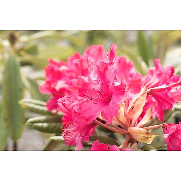 Rhododendron Hybr. Smirnowii Weinlese Rot 30–40 cm günstig online kaufen