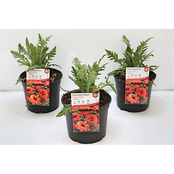 Papaver Orientale Brillant Türkischer Mohn 2 Liter Container günstig online kaufen
