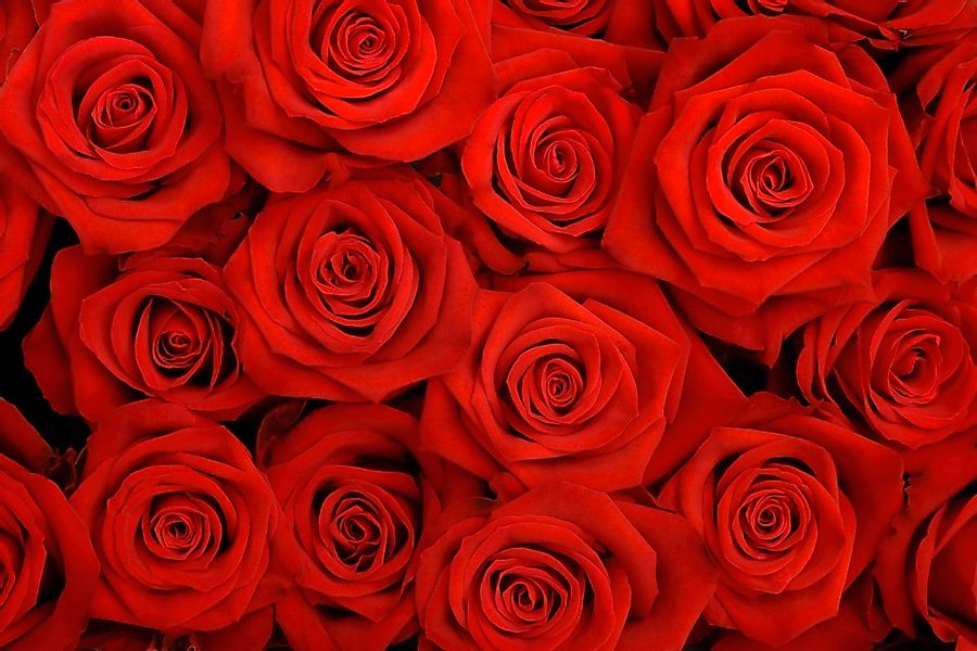 Papermoon Fototapete "Rosen" günstig online kaufen