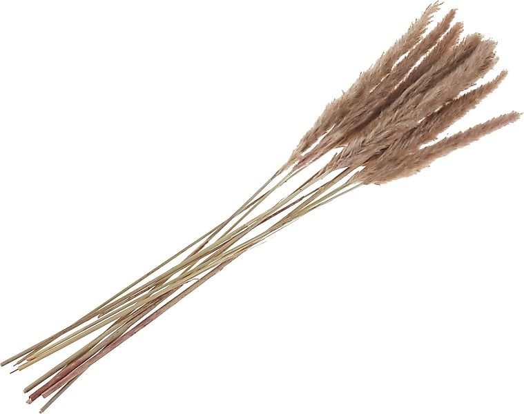 Kunstpflanze Pampasgras, 10 Stück, 80 cm günstig online kaufen