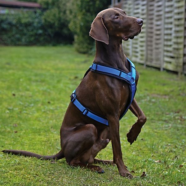 AnnyX Hunde-Geschirr Brustgeschirr Fun - gepolstert - superbequem, Nylon, b günstig online kaufen