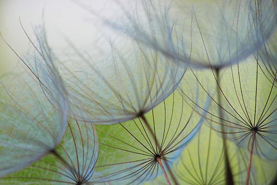 A.S. Création Vliestapete »Fototapete Pusteblume Nahaufnahme Grün Blau« mat günstig online kaufen