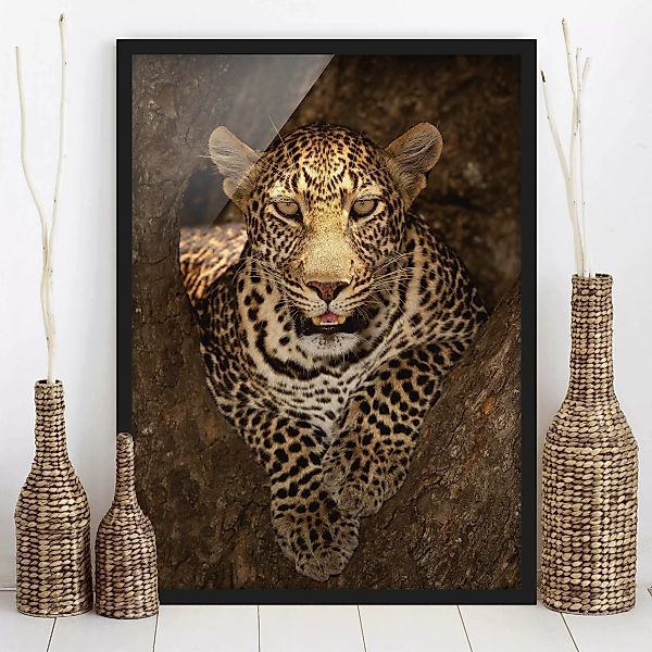 Bild mit Rahmen Tiere - Hochformat Leopard ruht auf einem Baum günstig online kaufen