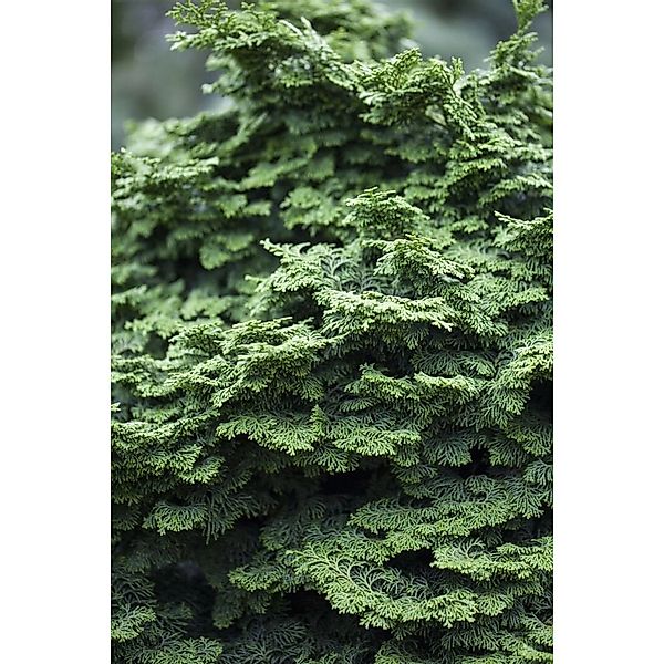 Chamaecyparis Obtusa Kosteri Hinoki-Scheinzypresse 40 cm Stammhöhe günstig online kaufen