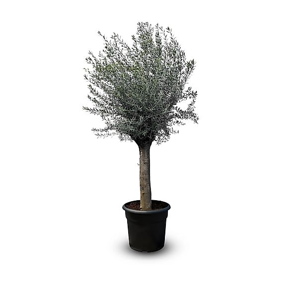 Sunny-Tree  Olivenbaum Olea Europea  Winterharte Olivenbaum 240 cm - 50 Jah günstig online kaufen