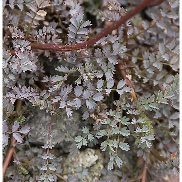 Blaues Stachelnüsschen Blue Haze - Acaena saccaticupula günstig online kaufen