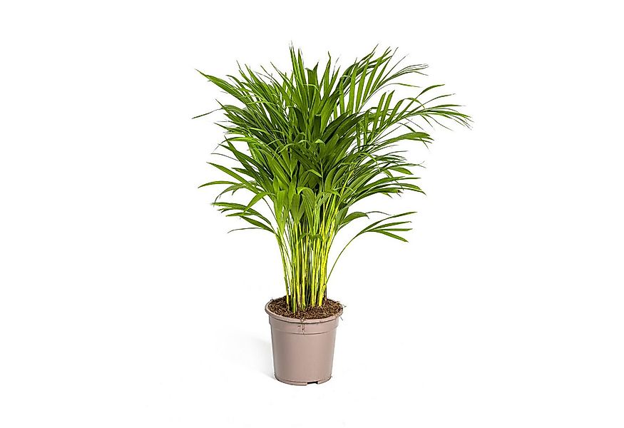 Exotenherz Zimmerpflanze Goldfruchtpalme - Dypsis lutescens - Areca - Solit günstig online kaufen
