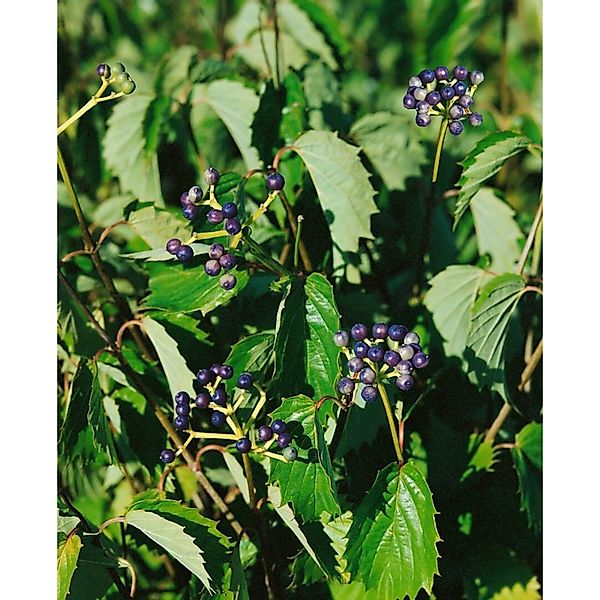 Viburnum Dentatum Blue Muffin Pfeilblatt-Schneeball 80–100 cm günstig online kaufen