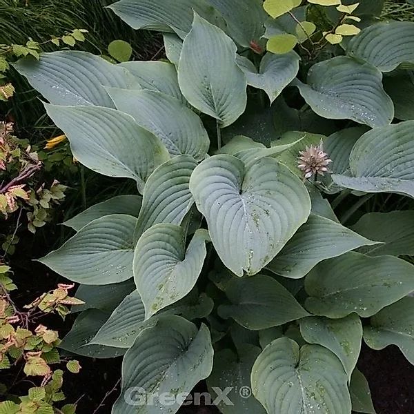 Berg Funkie - Hosta montana günstig online kaufen