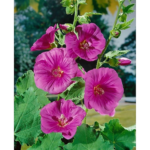 Pflanzen für Dich Staude Lavatera olbia Bredon Springs, 1 St., Buschmalve, günstig online kaufen