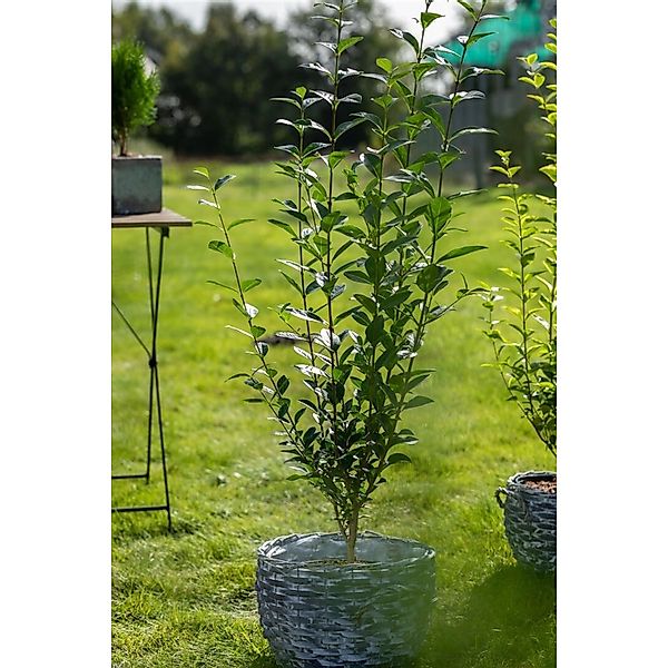 Ligustrum ovalifolium 80-100 cm günstig online kaufen