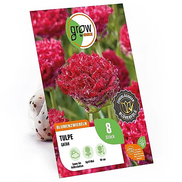 GROW by OBI Tulpe Versaci Rot 8 Stück Tulipa fringed Versaci günstig online kaufen
