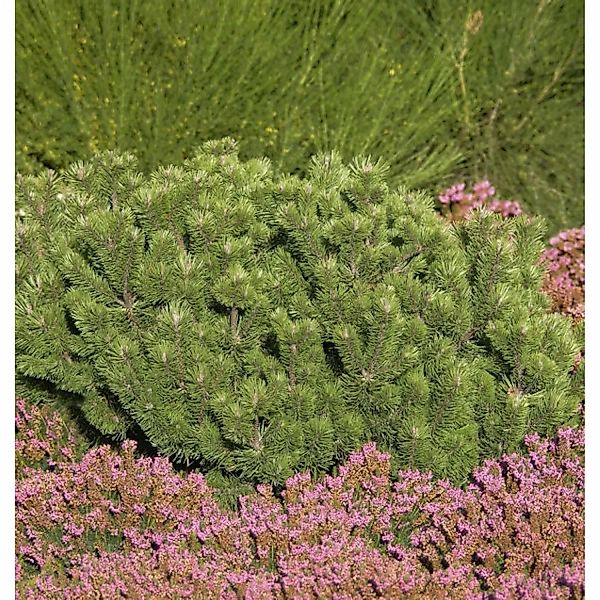 Krummholz Kiefer 20-25cm - Pinus mugo mughus günstig online kaufen