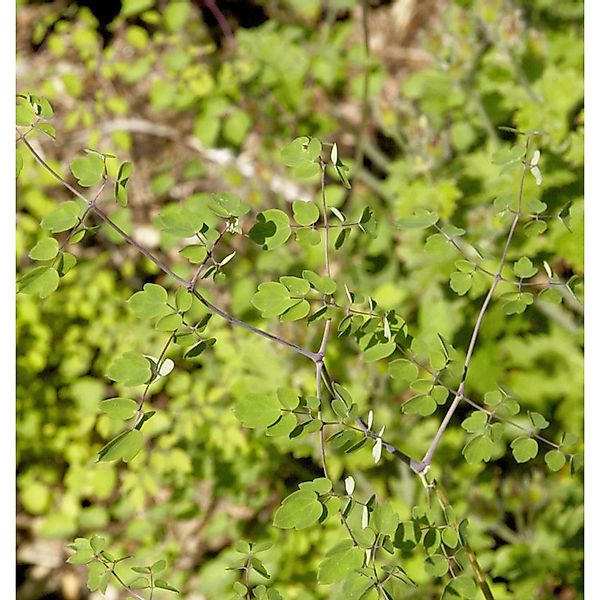 Chinesische Wiesenraute Splendide White - Thalictrum delavayi günstig online kaufen