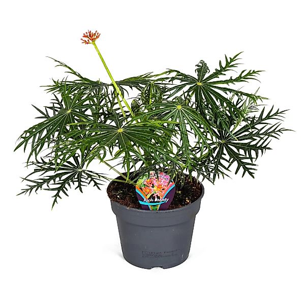 Perfect Plant | Pflanze Jatropha multifida günstig online kaufen