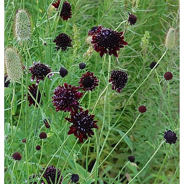 Witwenblume Chile Black - Scabiosa atropurpurea günstig online kaufen