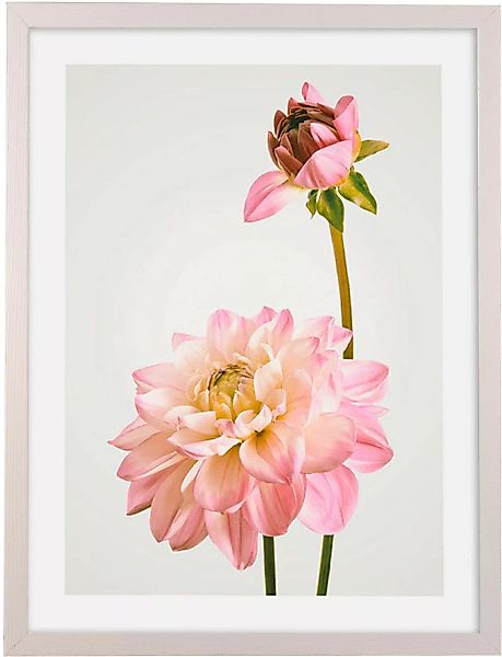Komar Bild mit Rahmen "Floral Delights" günstig online kaufen