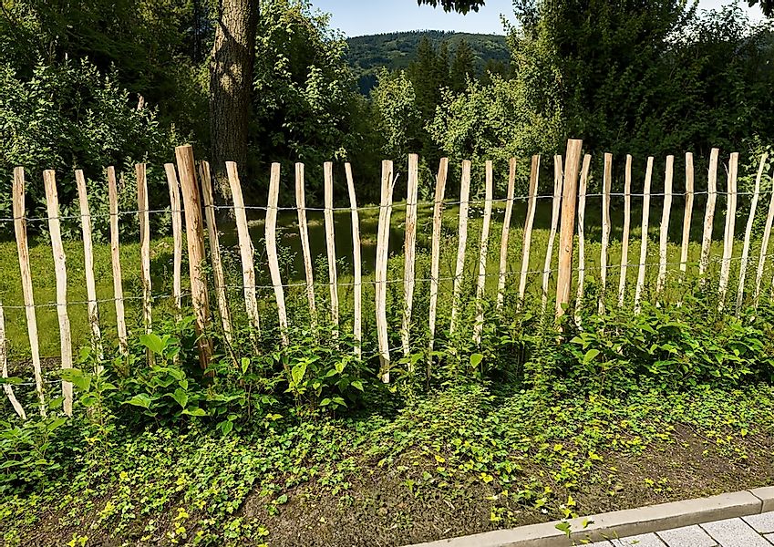 KONIFERA Staketenzaun "Rollzaun Haselnuss, HxB: 120x500 oder 150x300 cm" fü günstig online kaufen