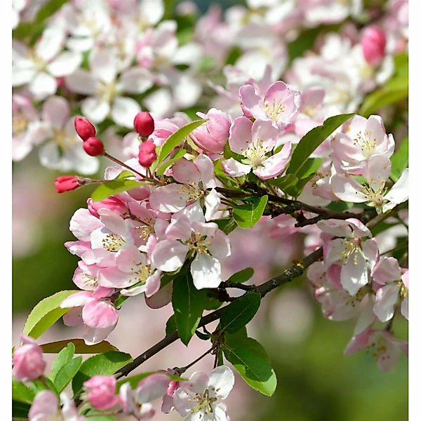 Vielblütiger Zierapfel 100-125cm - Malus floribunda günstig online kaufen
