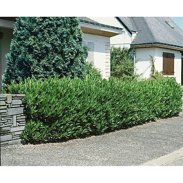 Prunus,aurocerasus 'Otto Luyken' 80-100 cm günstig online kaufen