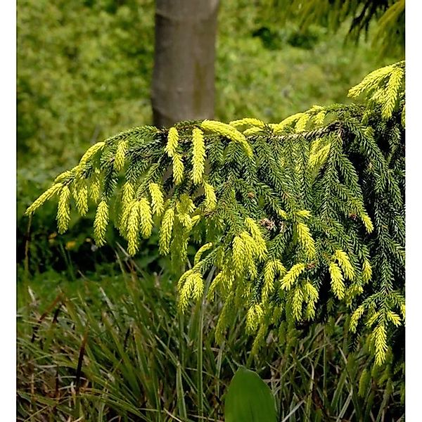 Orientalische Goldfichte 40-50cm - Picea orientalis Aurea günstig online kaufen