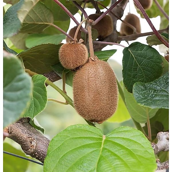 Kiwi Super Jumbo 60-80cm - Actinidia arguta günstig online kaufen