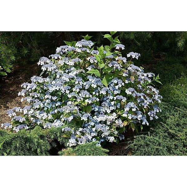 Hydrangea Serrata Acuminata Berghortensie 30-40 cm günstig online kaufen