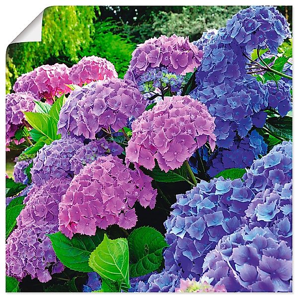 Artland Wandbild "Hortensien im Garten" Blumen 1 Stk. tlg. als Alubild, Out günstig online kaufen