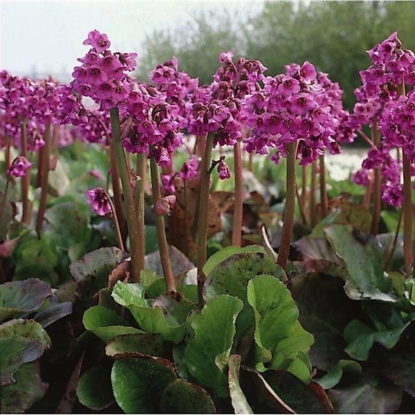 Bergenia Cordifolia Pinneberg Herzblatt Bergenie Ca. 9x9 cm Topf günstig online kaufen