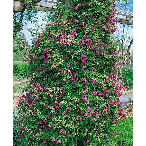 Clematis Alpina Constance Alpen-Waldrebe Rosa 60–100 cm günstig online kaufen