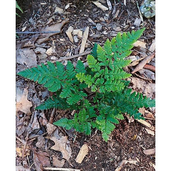 Dryopteris Dilatata Breitblättriger Wurmfarn Ca. 9x9 cm Topf günstig online kaufen