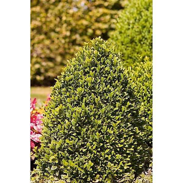 Buxus sempervirens arborescens Pyramide 120-130 cm günstig online kaufen