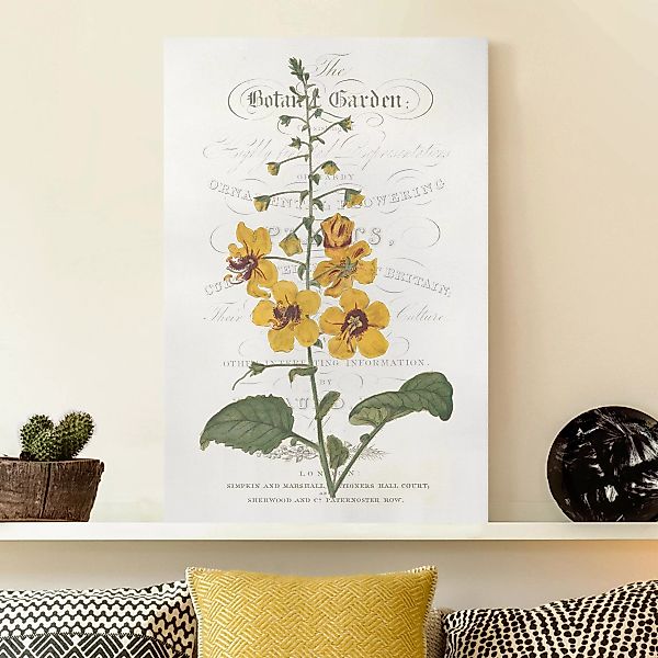 Leinwandbild Blumen - Hochformat Botanisches Tableau - Königskerze günstig online kaufen