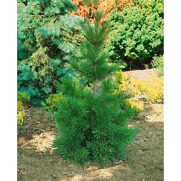 Pinus Jeffreyi Jeffrey-Kiefer 150–175 cm günstig online kaufen