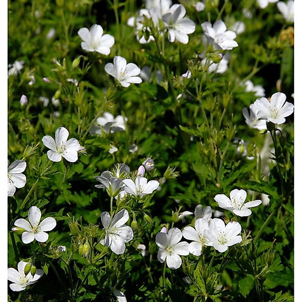 Storchenschnabel Sanne - Geranium cultorum günstig online kaufen