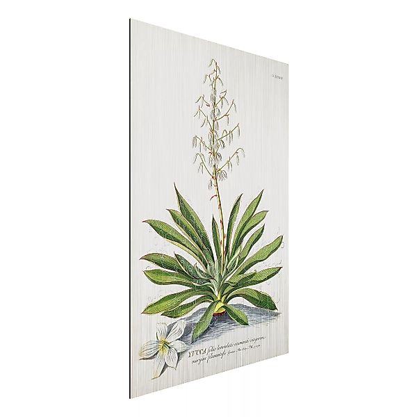 Alu-Dibond Bild Blumen - Hochformat 2:3 Vintage Botanik Illustration Yucca günstig online kaufen