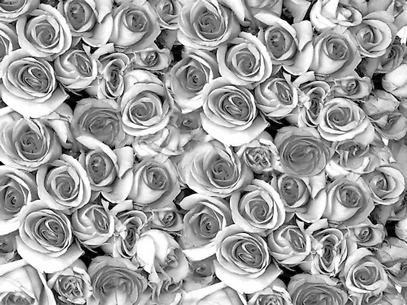 Papermoon Fototapete »graue Rosen« günstig online kaufen