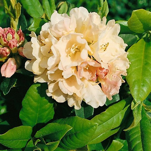 Rhododendron Yakushimanum Golden Torch Gelb 25–30 cm günstig online kaufen
