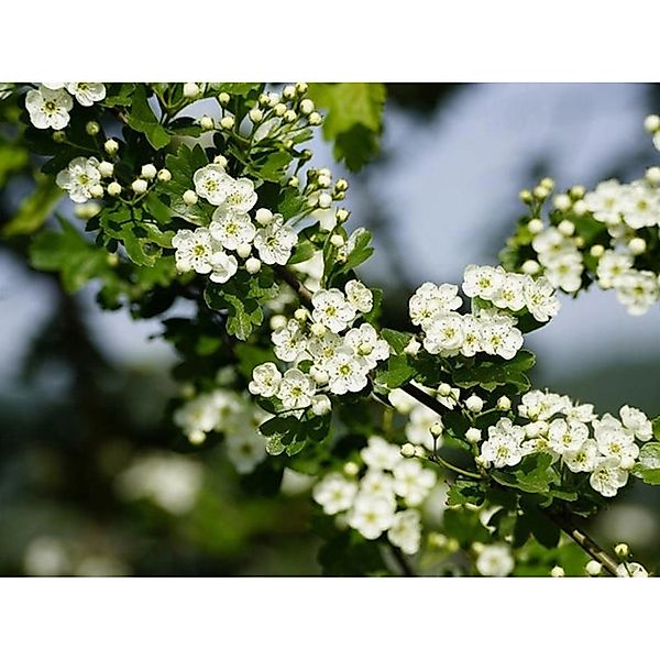 Baumfink Weißdorn als Topfpflanze 60-100cm günstig online kaufen