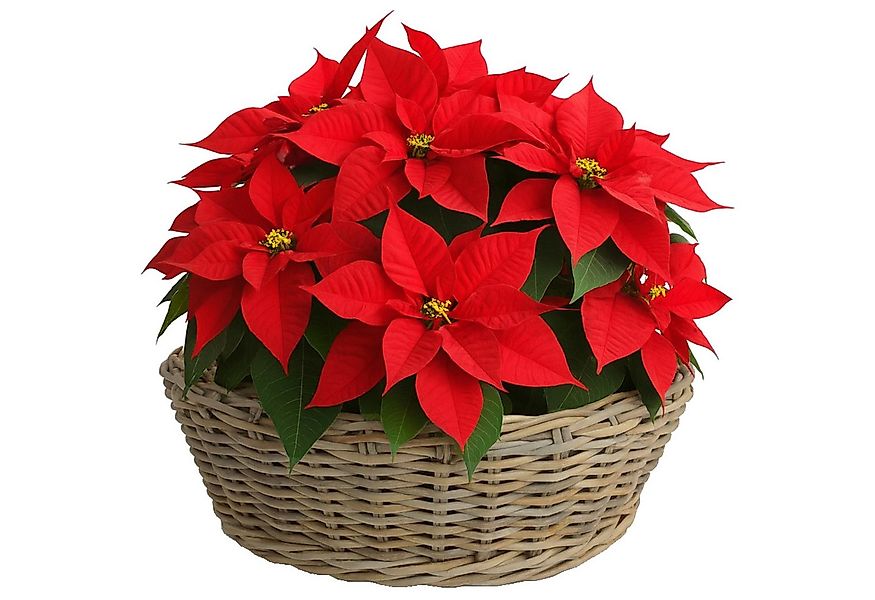 Van der Leeden Blumentopf Blumenkorb Pflanzkorb Topf 56x23cm Rattan Sylter günstig online kaufen