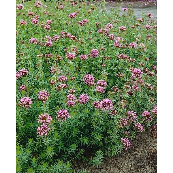 Phuopsis Stylosa Kaukasus Gamander Ca. 9x9 cm Topf günstig online kaufen