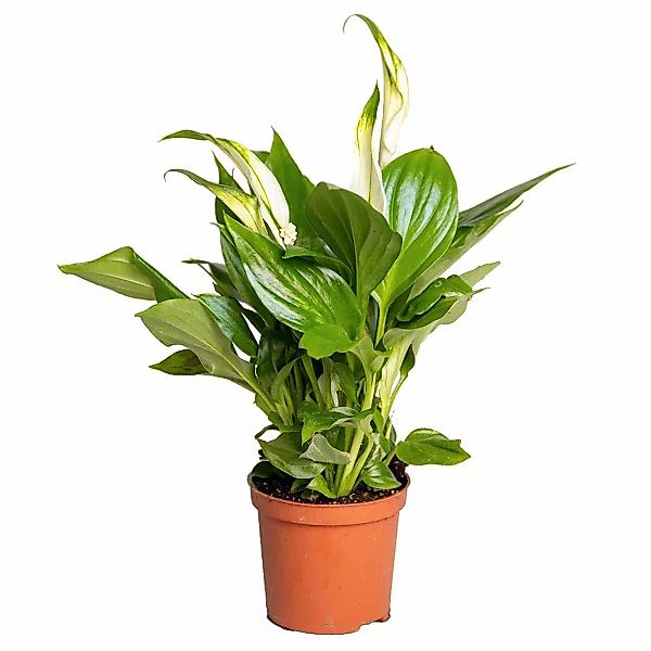 Casa Caron | Spathiphyllum Pearl Amor günstig online kaufen