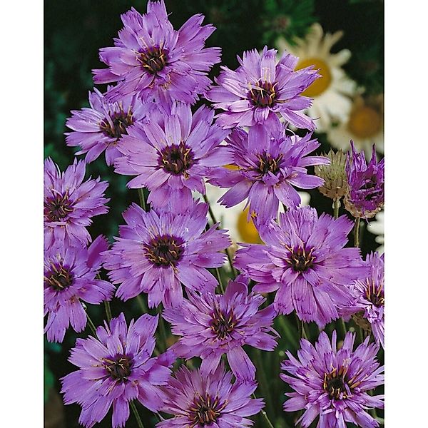 Catananche Caerulea Rasselblume Ca 9x9 cm Topf günstig online kaufen